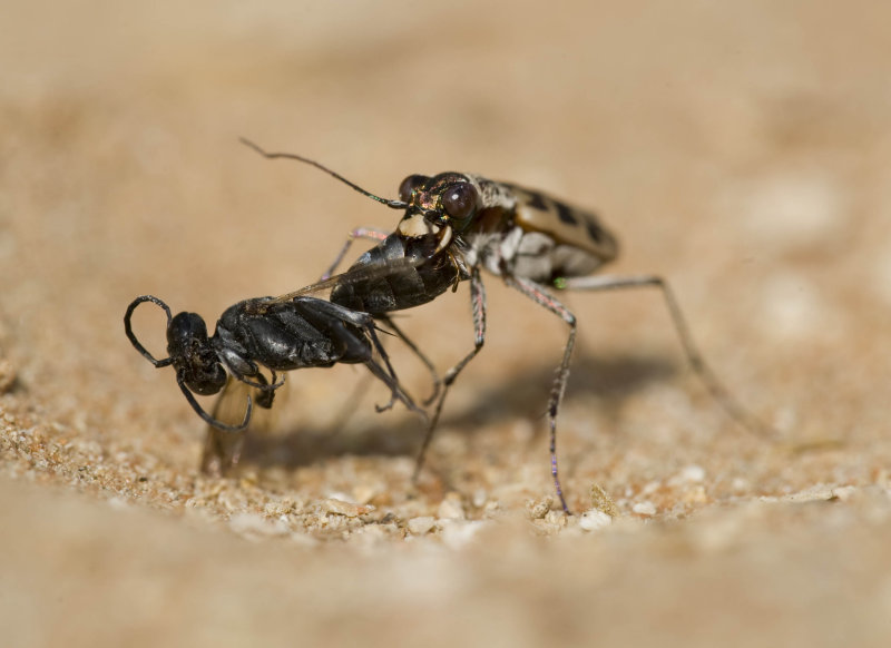 Lophyra (Lophyra) histrio attacking Tachysphex sp.