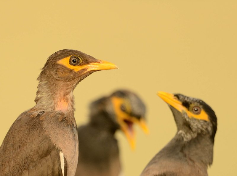 2. Common Myna - Acridotheres tristis