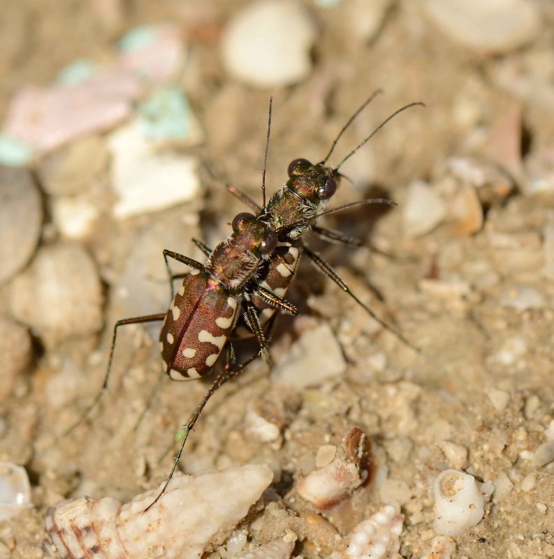 1. Cicindela (Calomera) aulica aulica (Dejean, 1831)