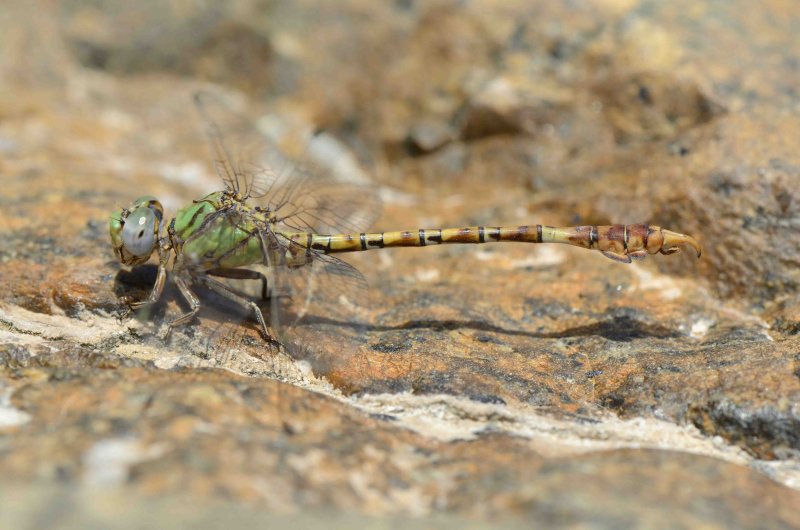 2. Paragomphus genei (Selys, 1841) - Green Hooktail