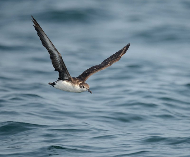 1. Persian Shearwater - Puffinus persicus