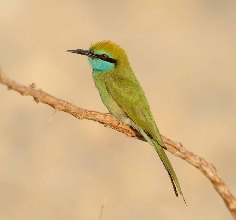 1. Green Bee-eater - Merops orientalis