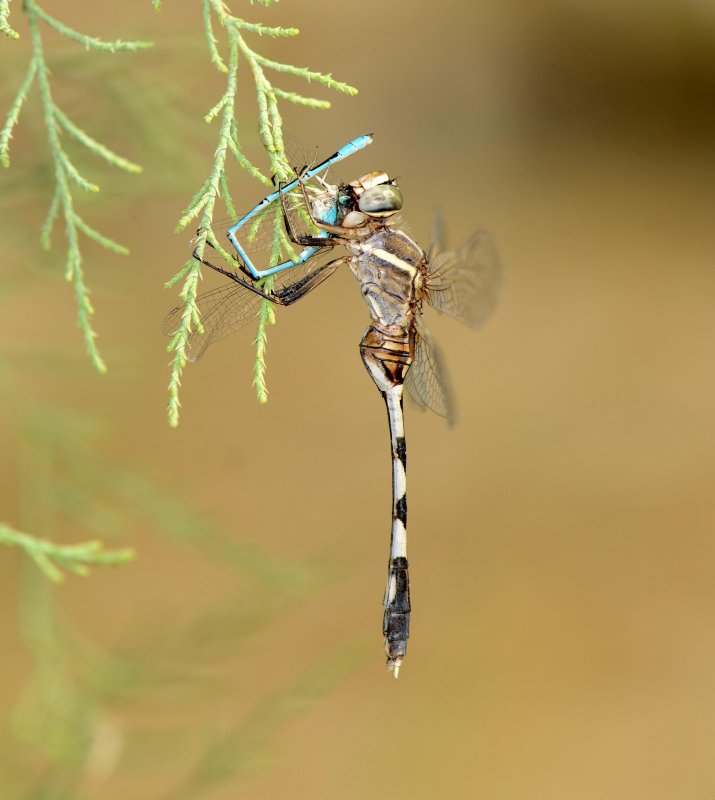 8. Orthetrum sabina (Drury, 1773), Oasis Skimmer