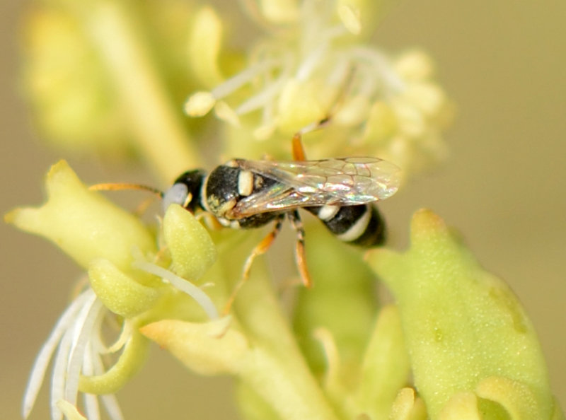 18. Harpactus brevicornis (Ljubomirov & Schmid-Egger, 2013)