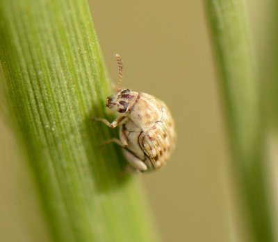 2. Bruchidius buettikeri (Decelle, 1979)