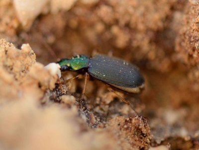 7. Chlaenius (Nectochlaenius) laeticollis (Chaudoir, 1876)