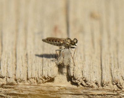 5. Stichopogon chrysostoma (Schiner, 1867)