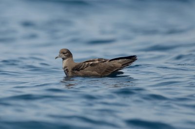 4. Wedge-tailed Shearwater - Puffinus pacificus