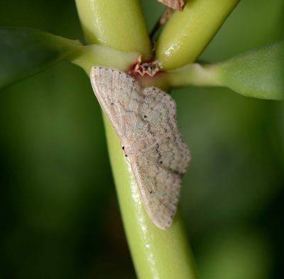 1. Scopula minorata (Boisduval, 1833)