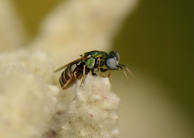 1. Cephaloparnos vareillesi (du Buysson) (du Buysson, 1900) - male