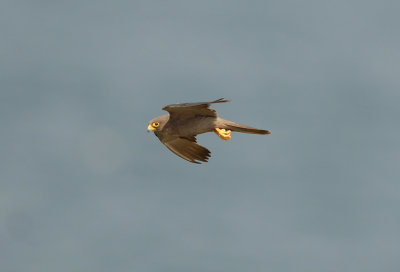 6. Sooty Falcon Falco concolor