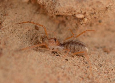 1. Galeodes arabs (C. L. Koch, 1842) - Camel Spider 