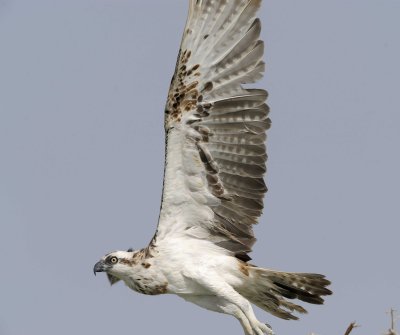 1. Osprey - Pandion haliaetus