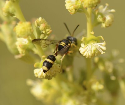 14. Cerceris alboatra (Walker, 1871)