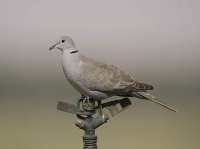 3. Eurasian Collared Dove - Streptopelia decaocto