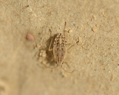 Rhyparochromidae, larva 