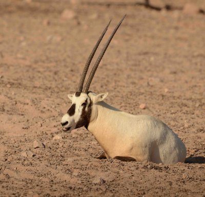 4. Arabian Oryx - Oryx leucoryx