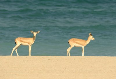 3. Rheem Gazelle (or Sand Gazelle) - Gazella subgutturosa marica