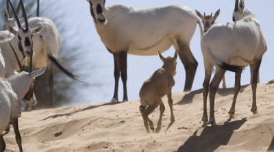 4. Arabian Oryx - Oryx leucoryx