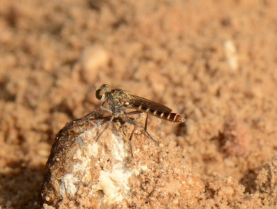 5. Stichopogon chrysostoma  (Schiner, 1867)