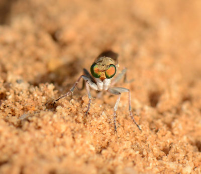 5. Stichopogon chrysostoma  (Schiner, 1867)