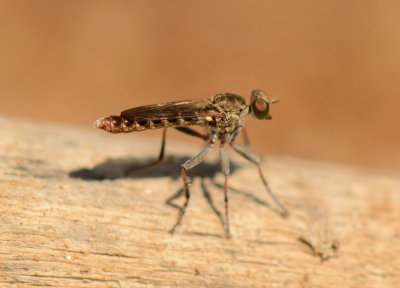 5. Stichopogon chrysostoma  (Schiner, 1867)