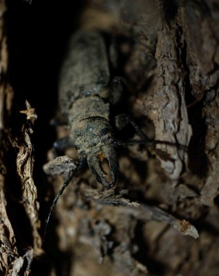 1.  Anthracocentrus arabicus  (Thomson, 1877) - Giant Arabian Longhorn Beetle