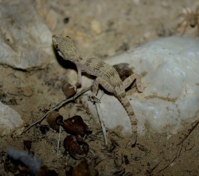 9. Banded Ground Gecko,- Bunopus spatalurus hajarensis