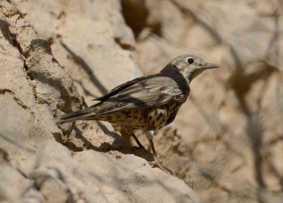 4. Mistle Thrush - Turdus viscivorus