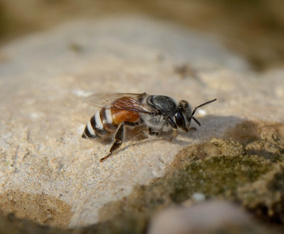 1. Apis (Micrapis) florae (Fabricius, 1787) - Asian Dwarf Bee