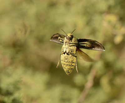 Julodis euphratica_0876c.jpg