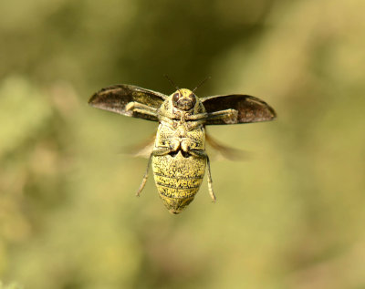 Julodis euphratica_0877c.jpg