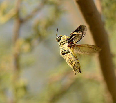 2. Julodis euphratica euphratica (Laporte & Gory, 1835)