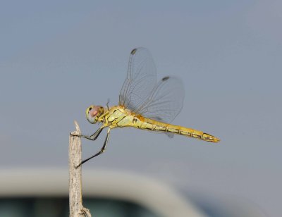 14. Sympetrum fonscolombii (Selys, 1840), Red-veined Darter