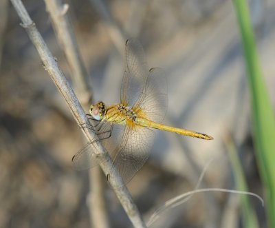 14. Sympetrum fonscolombii (Selys, 1840), Red-veined Darter