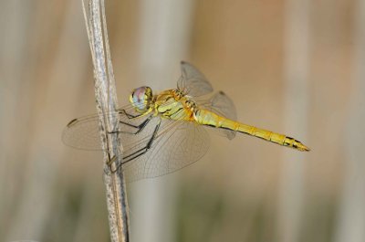 14. Sympetrum fonscolombii (Selys, 1840), Red-veined Darter