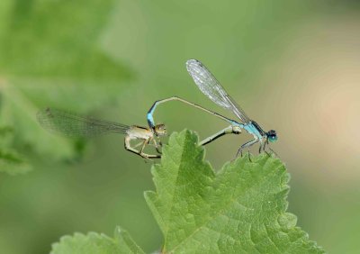 2. Ischnura evansi  - Evans' Bluetail