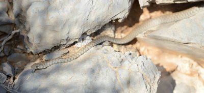 1. Wadi Racer - Platyceps rhodorachis