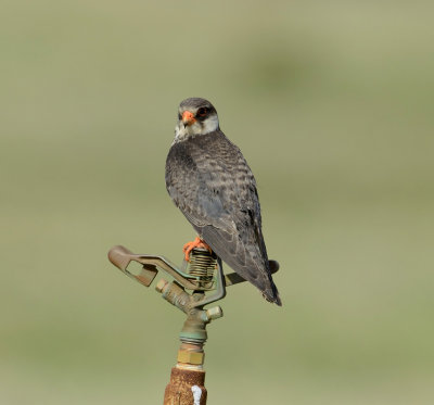 7. Amur Falcon - Falco amurensis