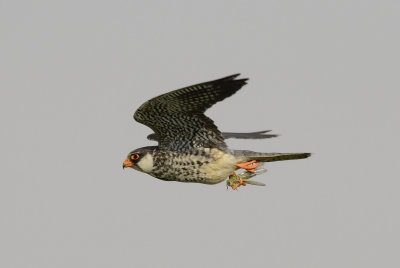7. Amur Falcon - Falco amurensis
