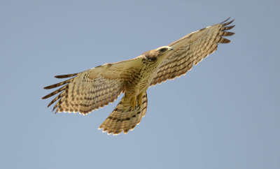 1. Crested Honey Buzzard - Pernis ptilorhynchus