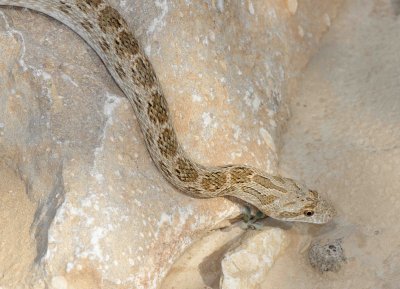 4. Clifford's Diadem Snake - Spalerosophis diadema