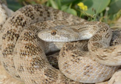 4. Clifford's Diadem Snake - Spalerosophis diadema