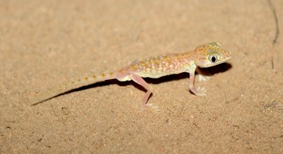 6. Dune Sand Gecko - Stenodactylus doriae