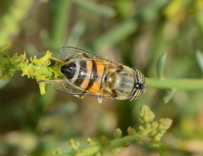 1. Eristalinus taeniops (Wiedemann, 1818) - Band-eyed Drone Fly - female