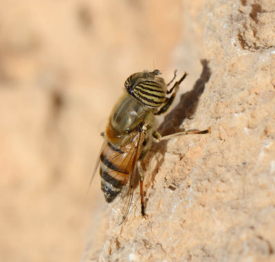 1. Eristalinus taeniops (Wiedemann, 1818) - Band-eyed Drone Fly - female