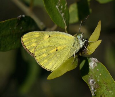 6. Colotis amata calais (Cramer, 1775) - Small Salmon Arab