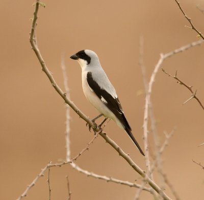 9. Lesser Grey Shrike - Lanius minor