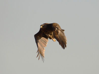 15. Greater Spotted Eagle - Aquila clanga