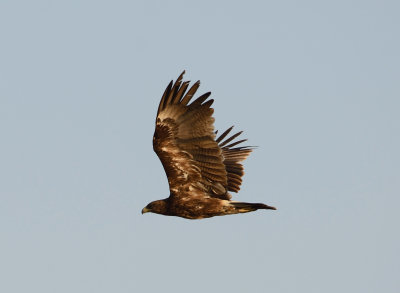 15. Greater Spotted Eagle - Aquila clanga